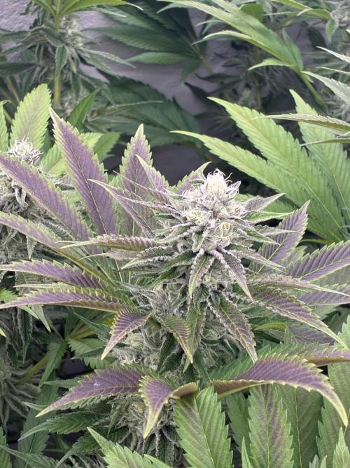 Nectar Drip - High Pressure Aeroponics. Week 12