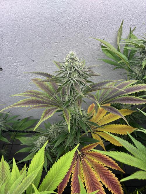 Nectar Drip - High Pressure Aeroponics. Week 12