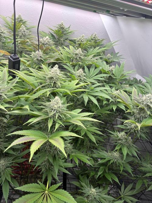 Nectar Drip - High Pressure Aeroponics. Week 12