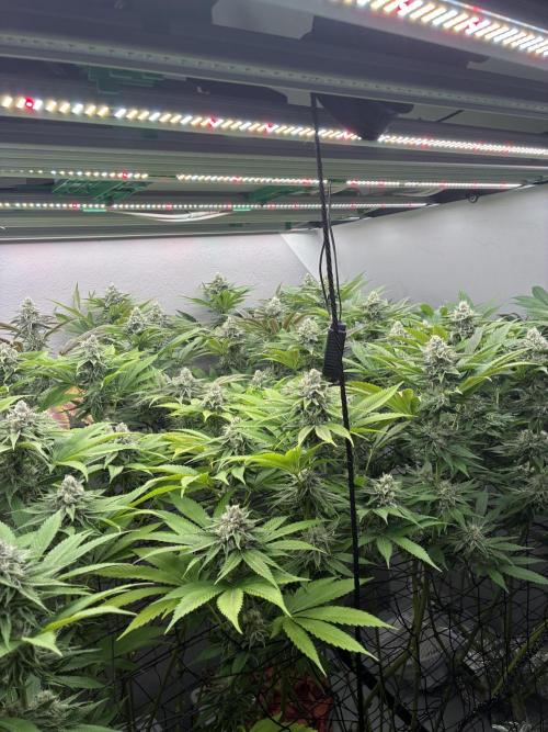 Nectar Drip - High Pressure Aeroponics. Week 12