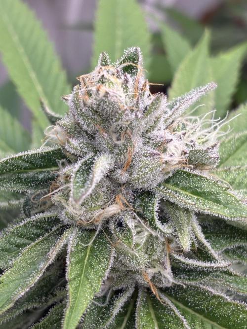 Nectar Drip - High Pressure Aeroponics. Week 12