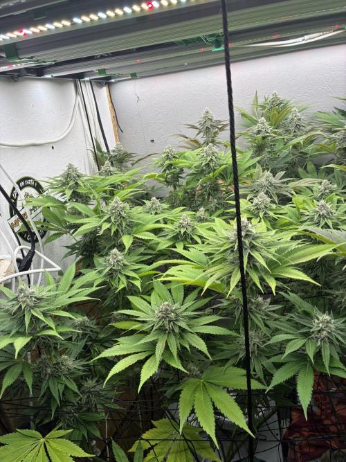 Nectar Drip - High Pressure Aeroponics. Week 12