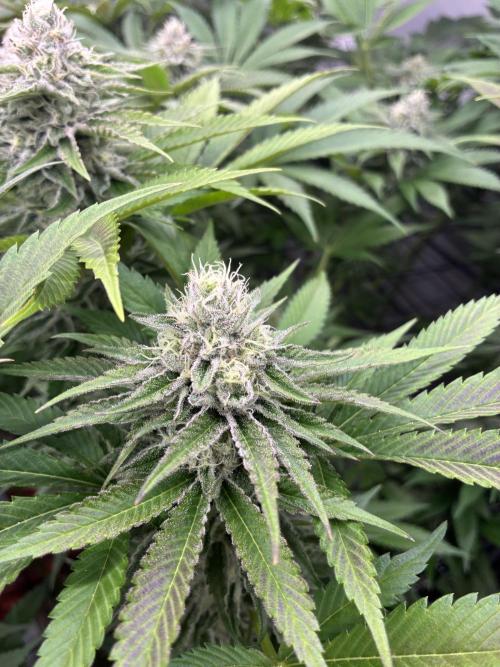 Nectar Drip - High Pressure Aeroponics. Week 12