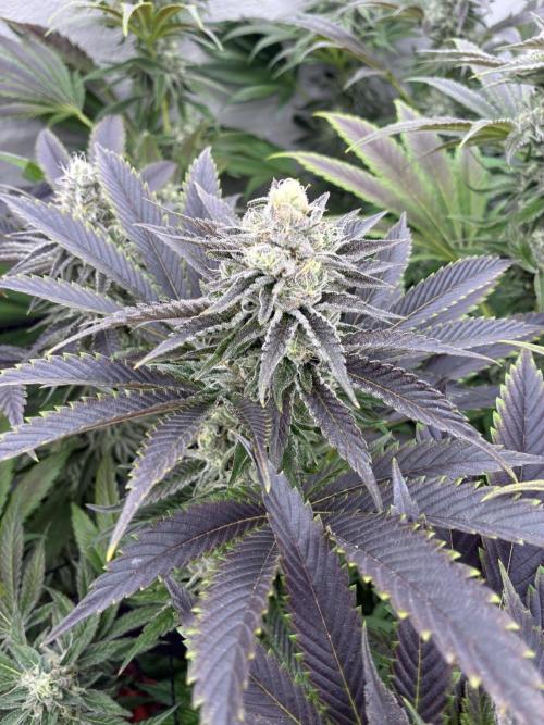 Nectar Drip - High Pressure Aeroponics. Week 13