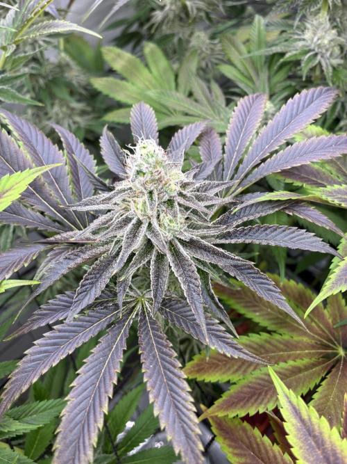 Nectar Drip - High Pressure Aeroponics. Week 13