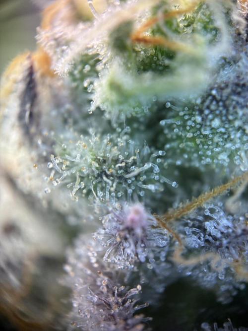 Nectar Drip - High Pressure Aeroponics. Week 13