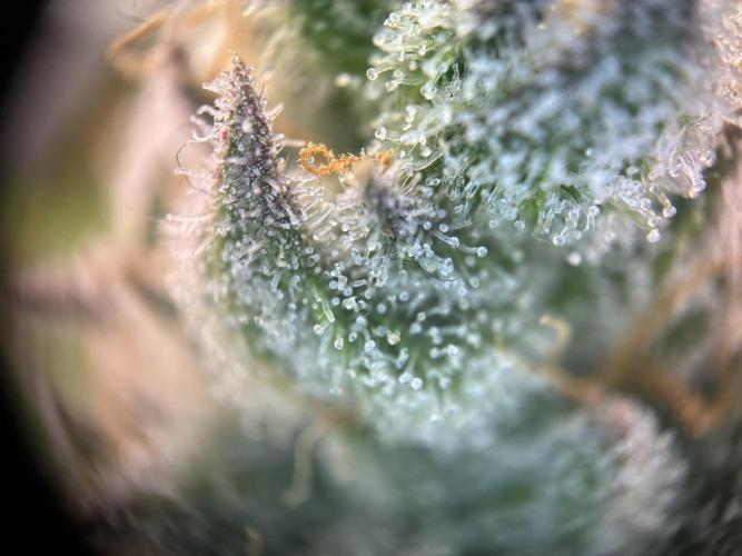 Nectar Drip - High Pressure Aeroponics. Week 13