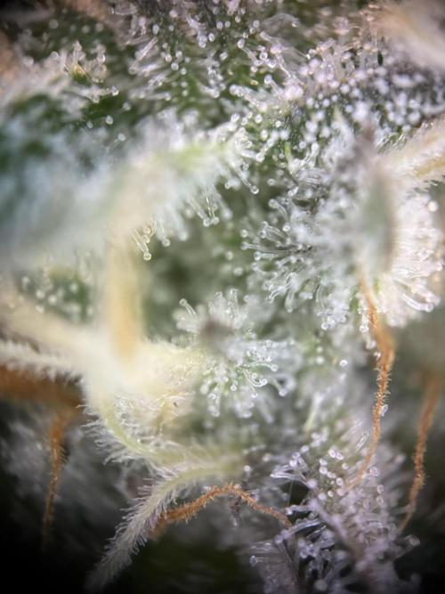 Nectar Drip - High Pressure Aeroponics. Week 13