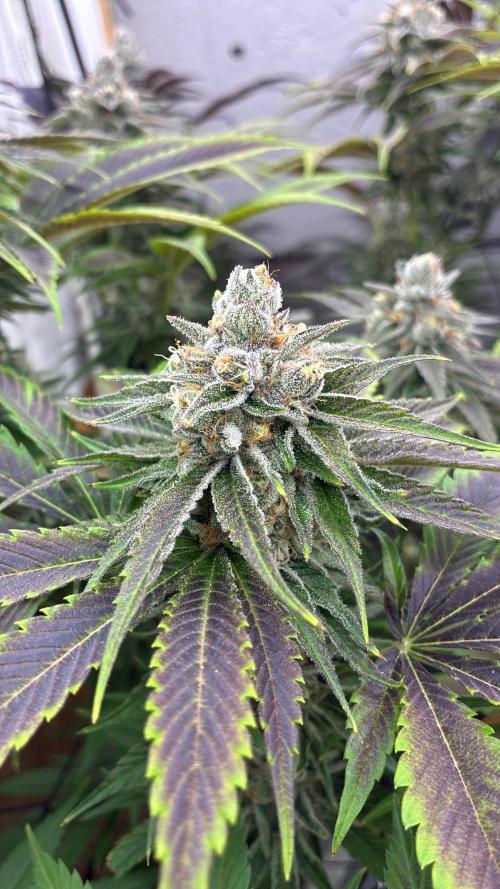 Nectar Drip - High Pressure Aeroponics. Week 13