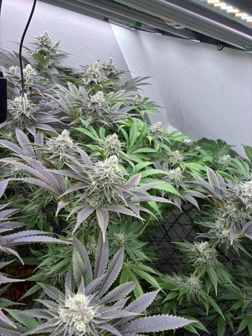 Nectar Drip - High Pressure Aeroponics. Week 12