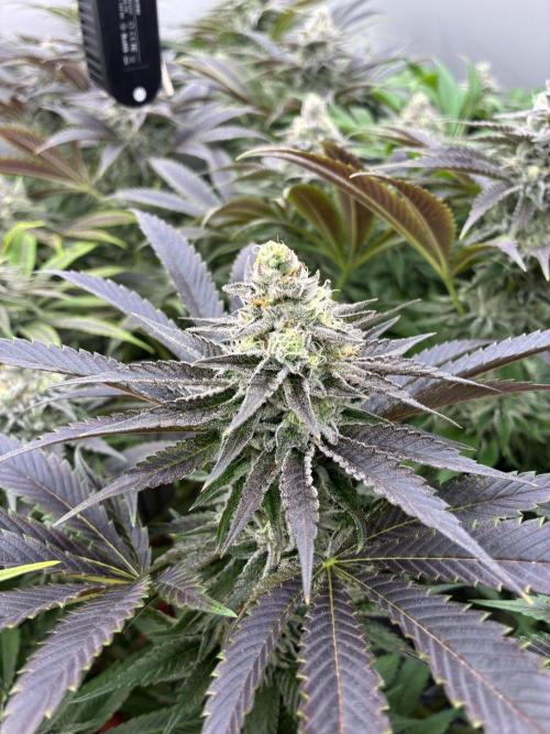 Nectar Drip - High Pressure Aeroponics. Week 12