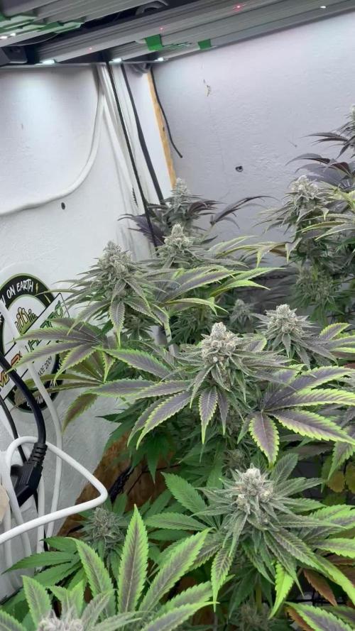 Nectar Drip - High Pressure Aeroponics