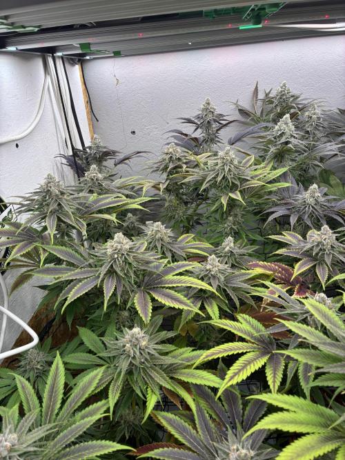 Nectar Drip - High Pressure Aeroponics. Week 12