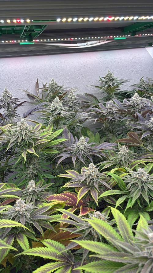 Nectar Drip - High Pressure Aeroponics. Week 12