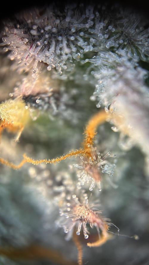 Nectar Drip - High Pressure Aeroponics. Week 14