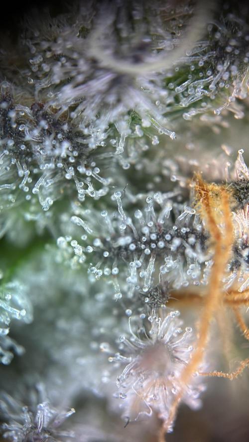 Nectar Drip - High Pressure Aeroponics. Week 14