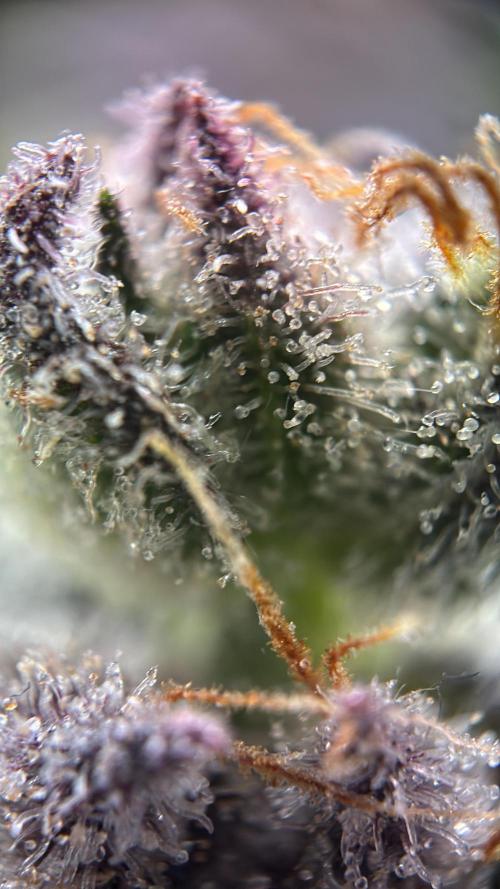 Nectar Drip - High Pressure Aeroponics. Week 14