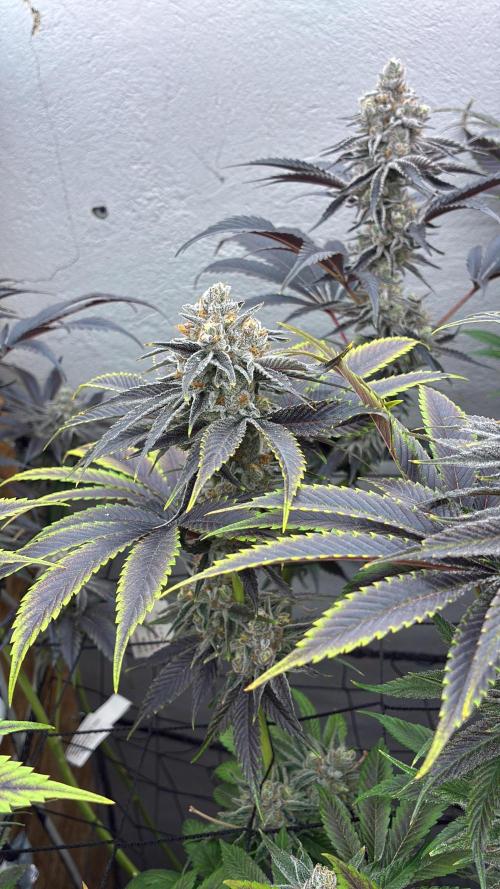 Nectar Drip - High Pressure Aeroponics. Week 14