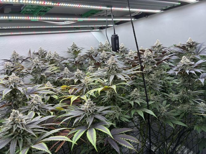 Nectar Drip - High Pressure Aeroponics. Week 14