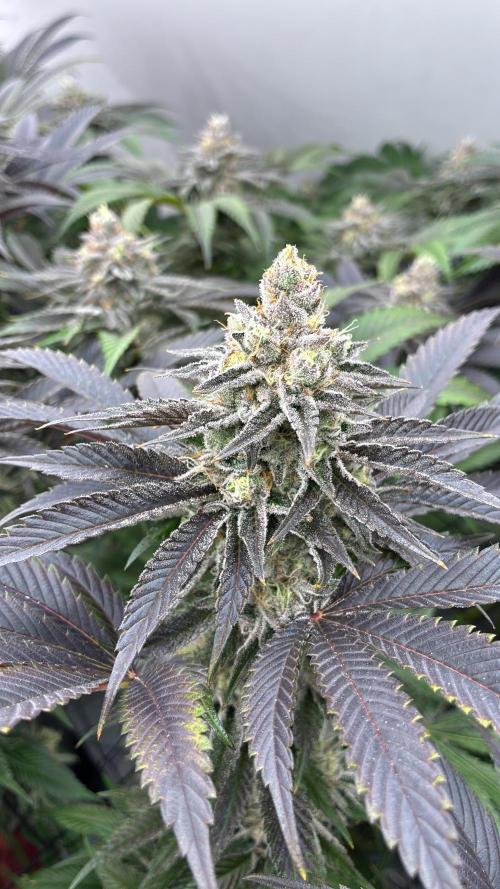 Nectar Drip - High Pressure Aeroponics. Week 14