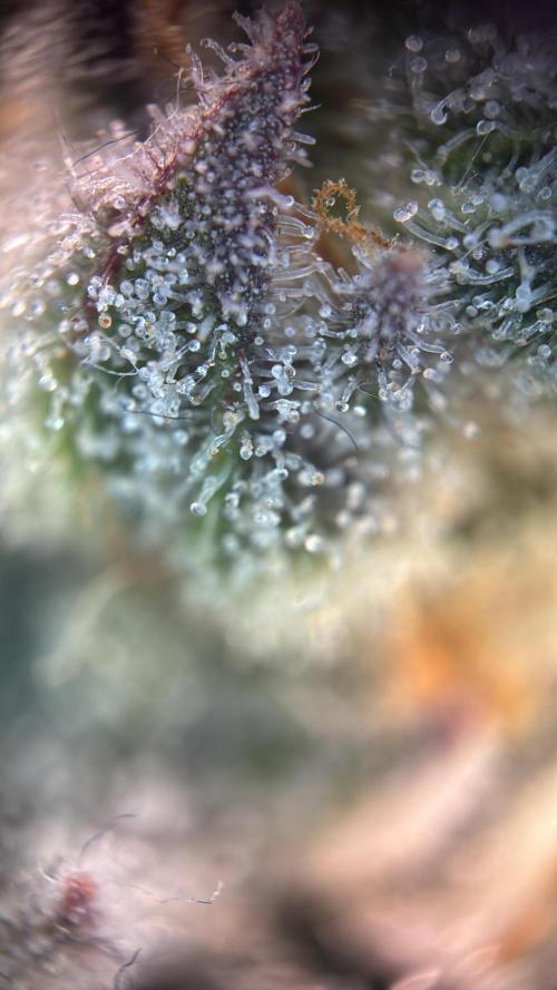 Nectar Drip - High Pressure Aeroponics. Week 14