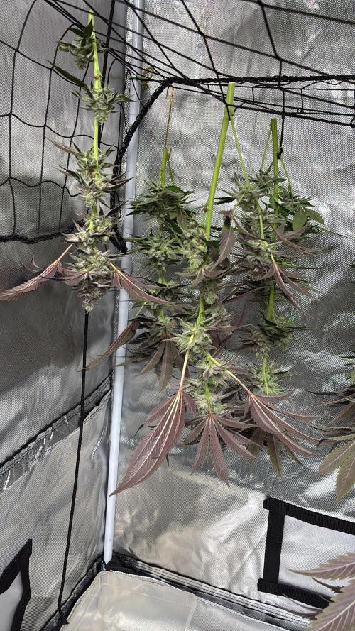 Nectar Drip - High Pressure Aeroponics. Week 15