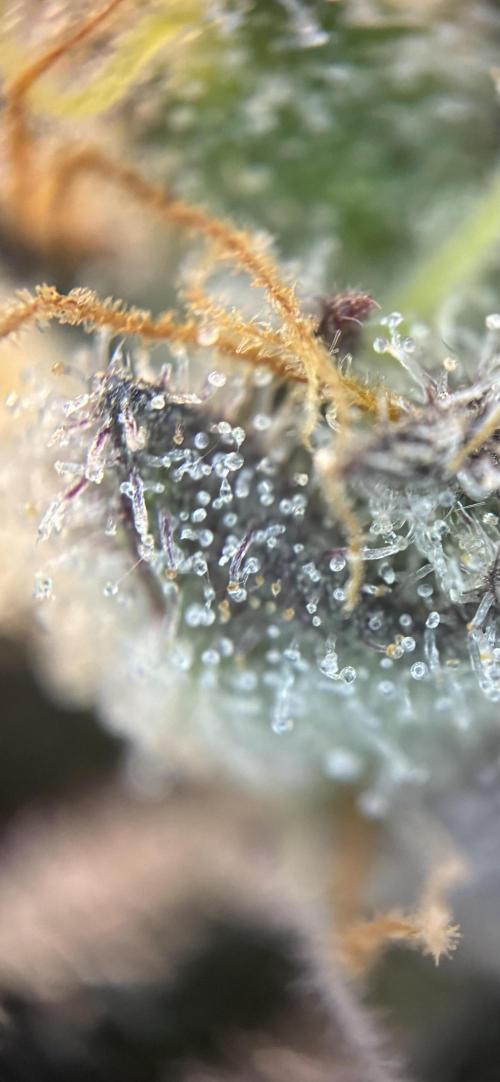 Nectar Drip - High Pressure Aeroponics. Week 15