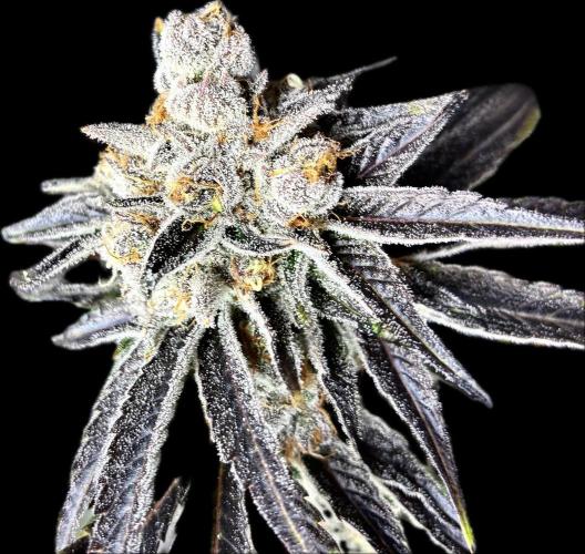 Nectar Drip - High Pressure Aeroponics. Week 15