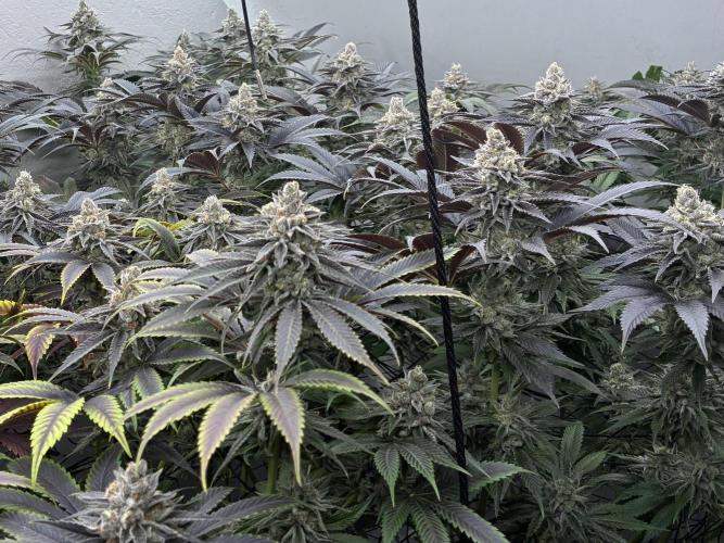 Nectar Drip - High Pressure Aeroponics. Week 15