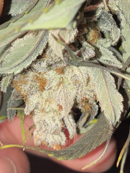 Nectar Drip - High Pressure Aeroponics. Week 16