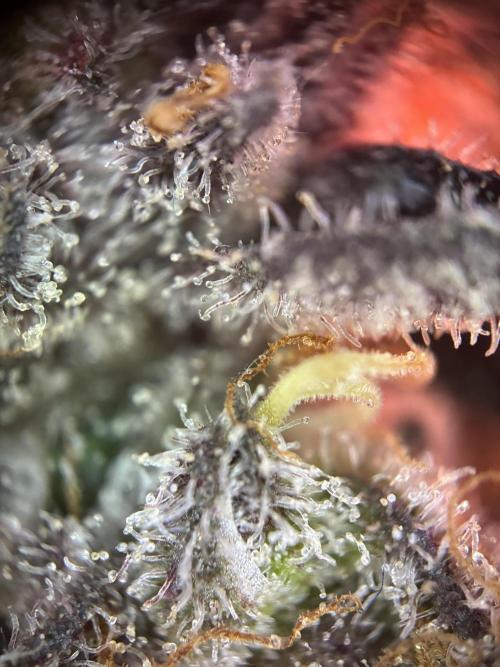 Nectar Drip - High Pressure Aeroponics. Week 16