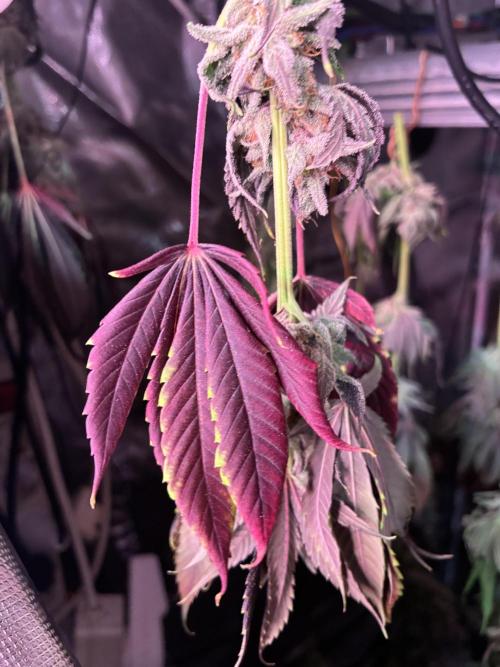 Nectar Drip - High Pressure Aeroponics. Week 16