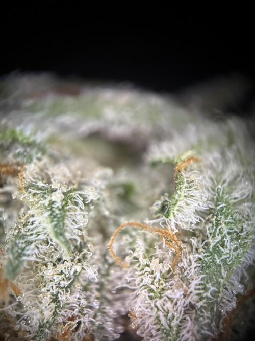 Nectar Drip - High Pressure Aeroponics. Week 16