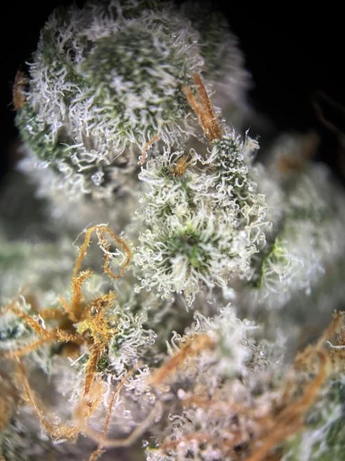 Nectar Drip - High Pressure Aeroponics. Week 16