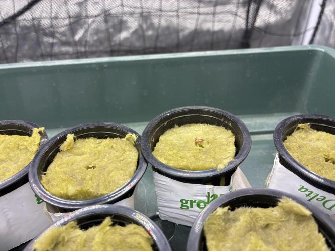 Blue Zushi - Dutch Passion - Aeroponic. Week 0