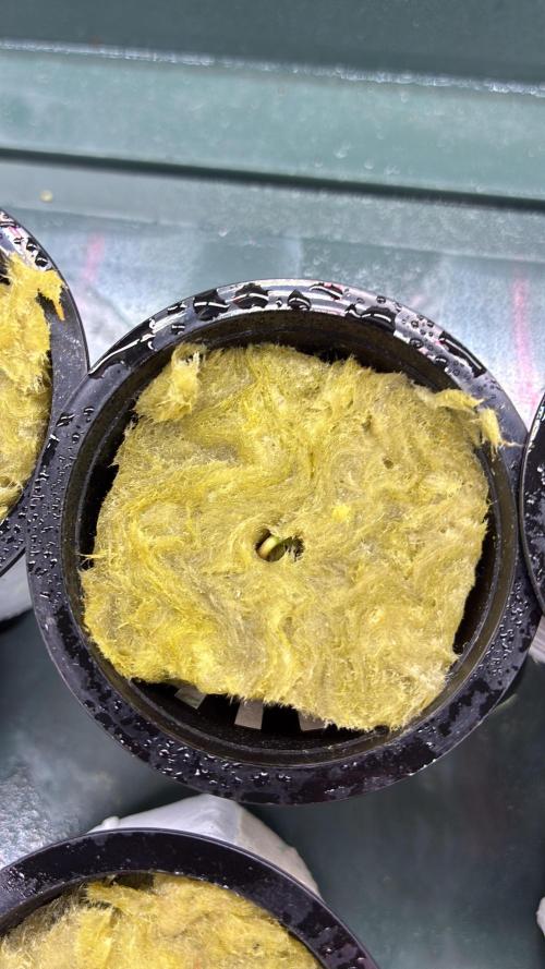 Blue Zushi - Dutch Passion - Aeroponic. Week 0