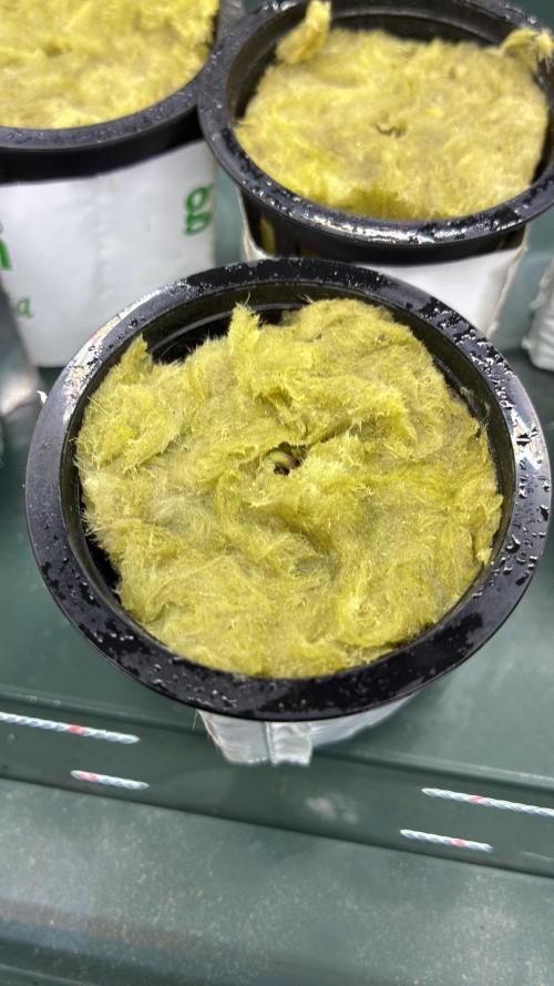 Blue Zushi - Dutch Passion - Aeroponic. Week 0