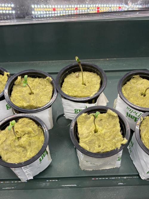 Blue Zushi - Dutch Passion - Aeroponic. Week 0