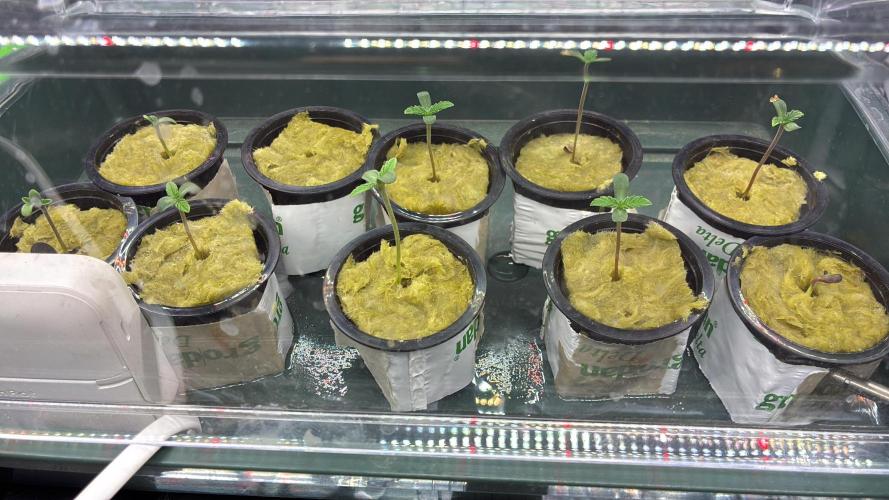 Blue Zushi - Dutch Passion - Aeroponic. Week 0