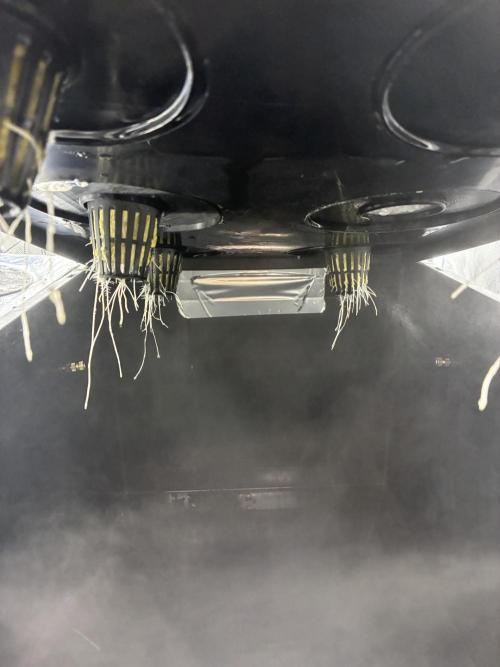 Blue Zushi - Dutch Passion - Aeroponic. Week 1