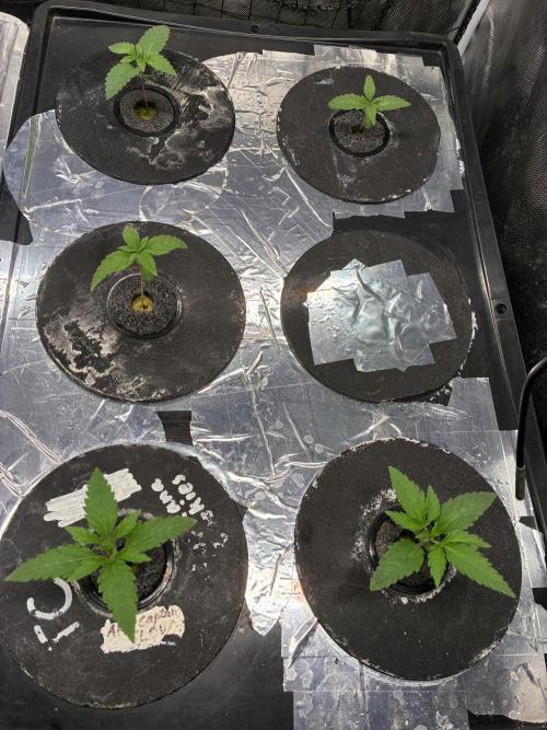 Blue Zushi - Dutch Passion - Aeroponic. Week 1