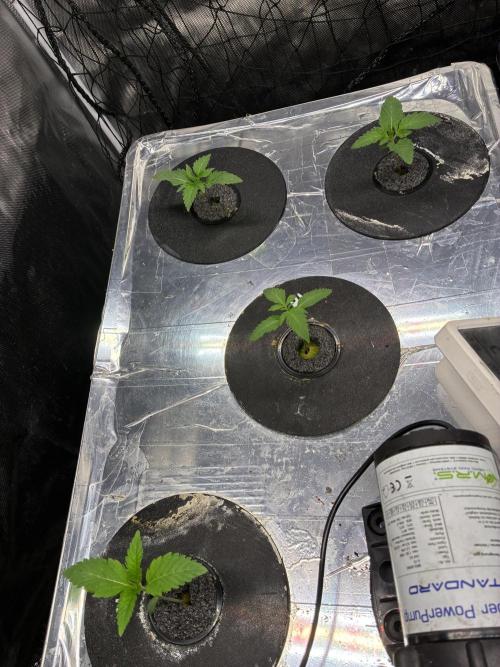 Blue Zushi - Dutch Passion - Aeroponic. Week 1