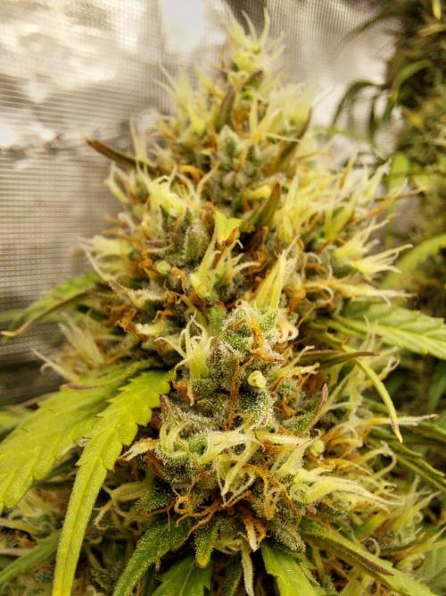 THE JORNEY. Week 12 - gorilla z low flower