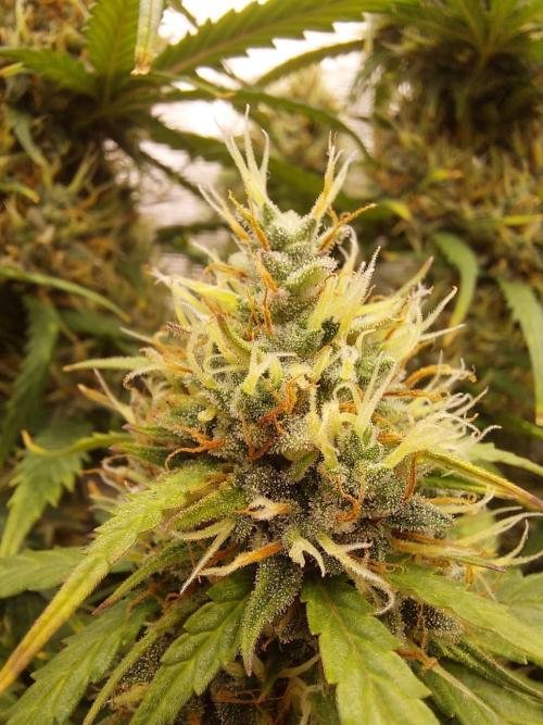 THE JORNEY. Week 12 - gorilla low flower