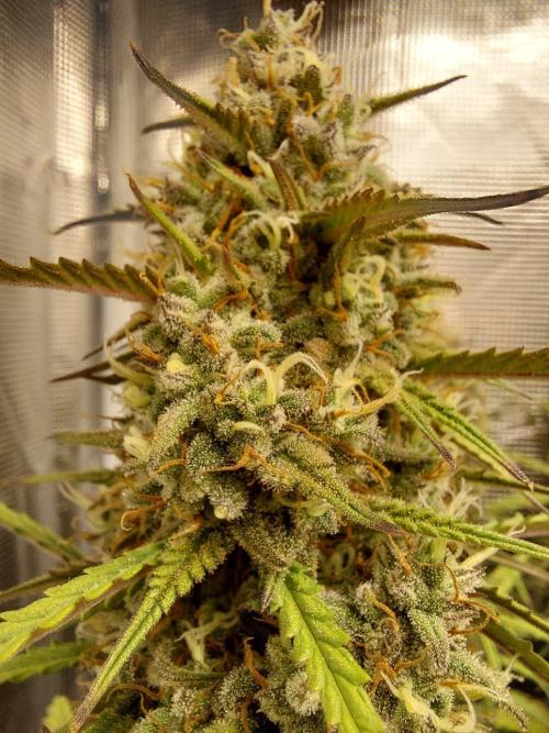 THE JORNEY. Week 12 - gorilla high flower