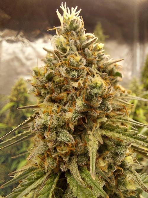 THE JORNEY. Week 12 - afgahn peral high flower