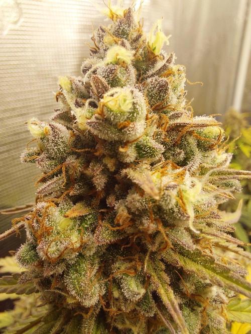 THE JORNEY. Week 13 - atlas F1 high flower