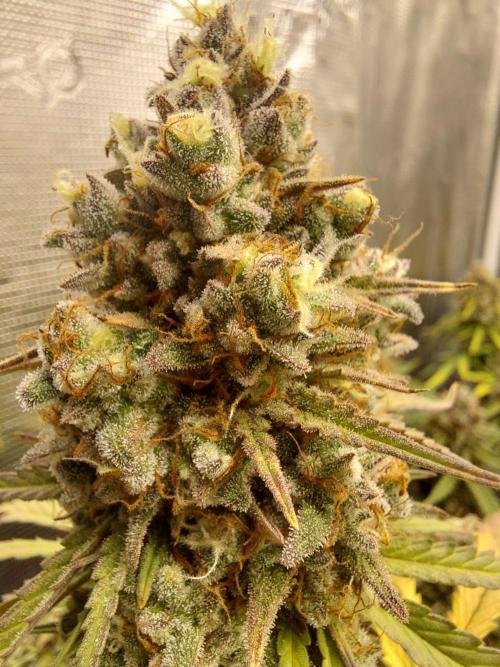 THE JORNEY. Week 13 - afgahn pearl cbd high flower