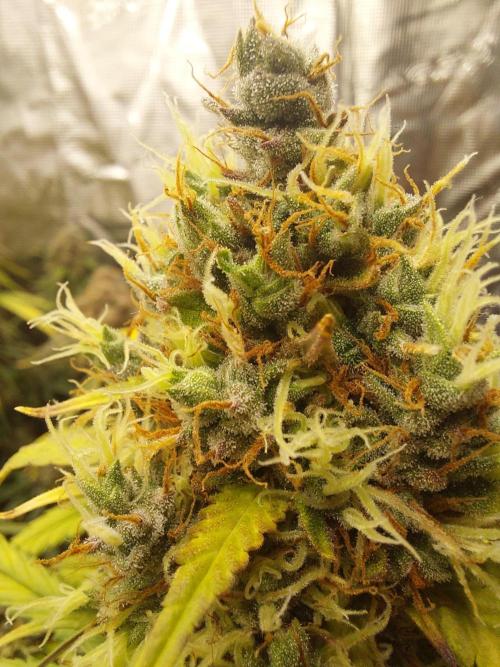 THE JORNEY. Week 13 - gorilla z high flower from the shorter plant