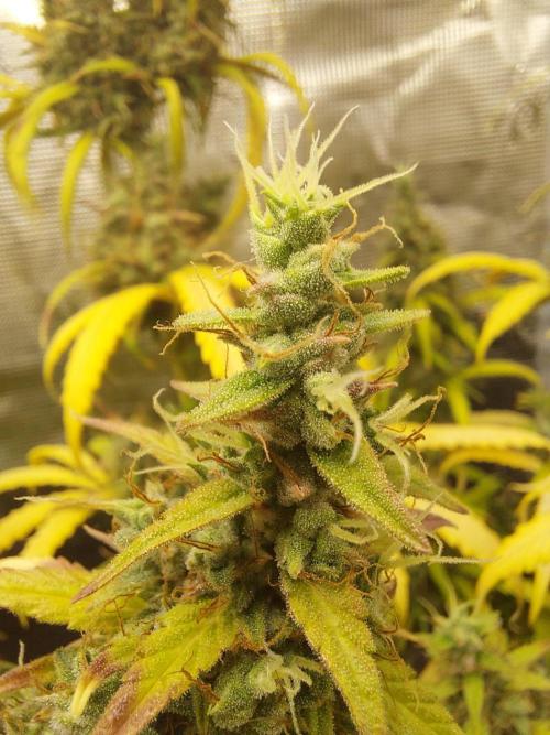 THE JORNEY. Week 13 - gorilla z low flower from the tallest plant